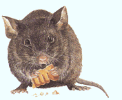 souris1