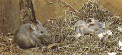 souris2
