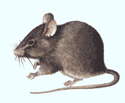 souris3